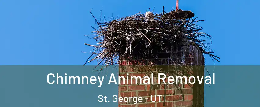  Chimney Animal Removal St. George - UT