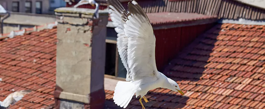 Residential Chimney Animal Removal Solution in St. George, UT