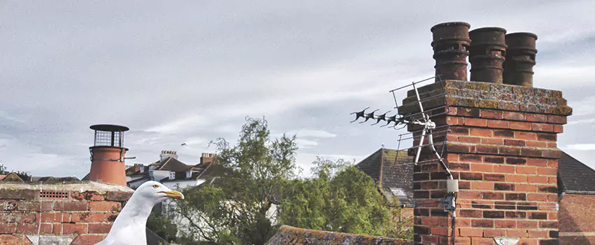 Chimney Cleaning And Restoration in St. George, Utah